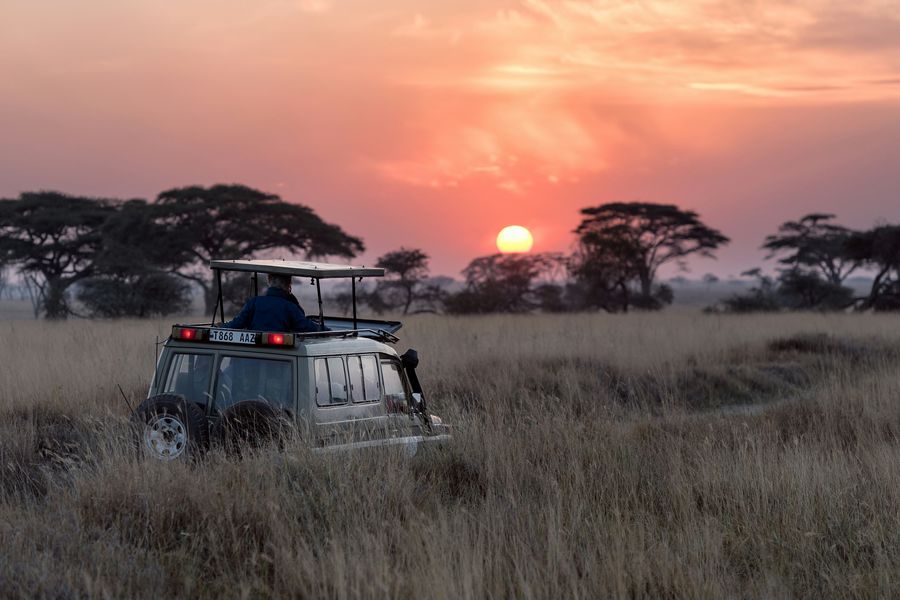 A safari vehicle in golden grassland at sunset among acacia trees